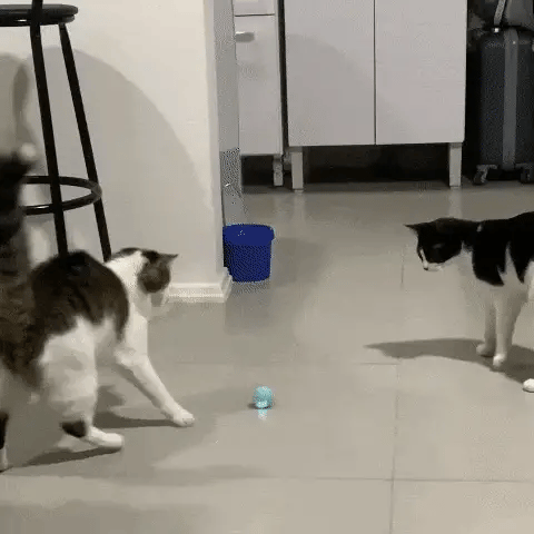 Pelota Interactiva para Gatos